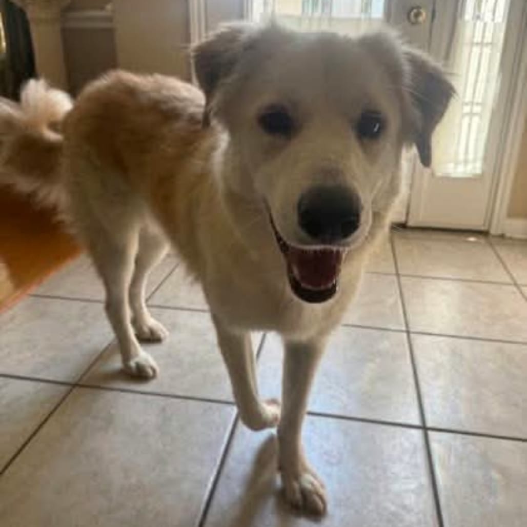 Photo of Toby, adoptable Pyrenees, Great in Maryland, Maryland