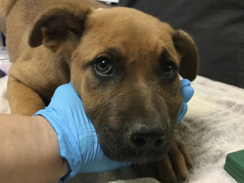 Photo of Wren, adoptable Mastiff in Riverside, California