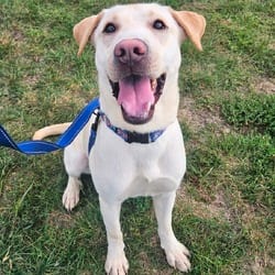 Photo of Biscuit, adoptable Labrador Retriever Mixed Breed (Medium) in Champaign, Illinois