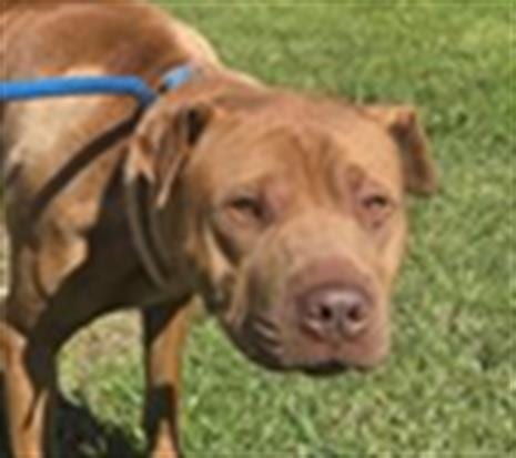 Photo of Bond, adoptable Chinese Shar-Pei in Camarillo, California