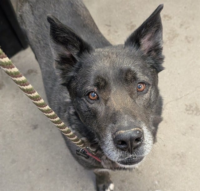 Photo of Shadow, adoptable dog