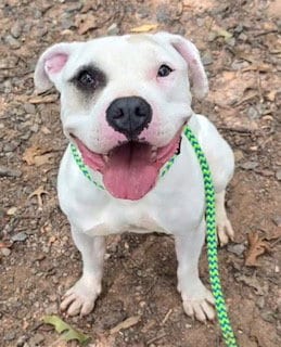 Photo of Ace, adoptable American Bulldog in Clyde, North Carolina