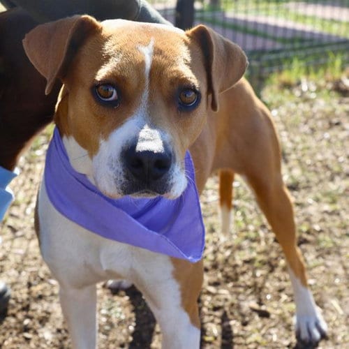 Photo of Pancakes, adoptable American Staffordshire Terrier in San Antonio, Texas