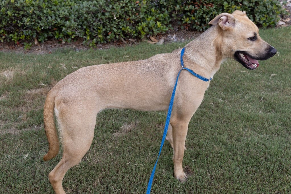 Photo of Nala, adoptable Shepherd in Douglasville, Georgia