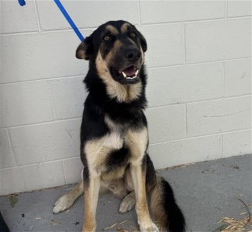 Photo of Shadow, adoptable German Shepherd Dog in San Bernardino, California
