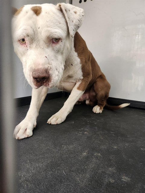Photo of A171713, adoptable Pit Bull Terrier in Bakersfield, California