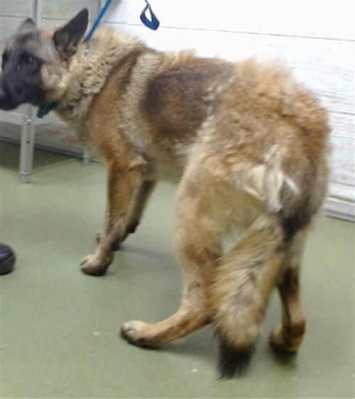 Photo of Benny, adoptable German Shepherd Dog in San Bernardino, California