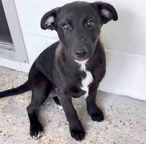 Photo of Tootsie Roll, adoptable American Pit Bull Terrier in Houston, Texas