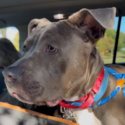 Photo of Maggie, adoptable Terrier, Pit Bull / Mix in Weatherford, Texas