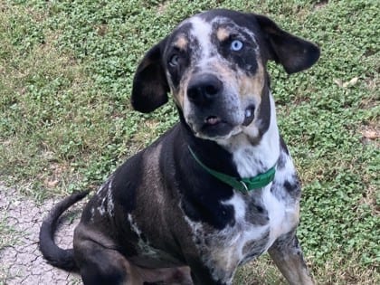 Photo of Magnus, adoptable dog in Georgetown, Texas