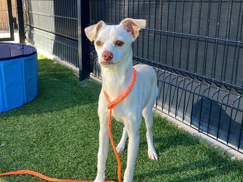 Photo of Leonardo, adoptable Chihuahua in Orange, California