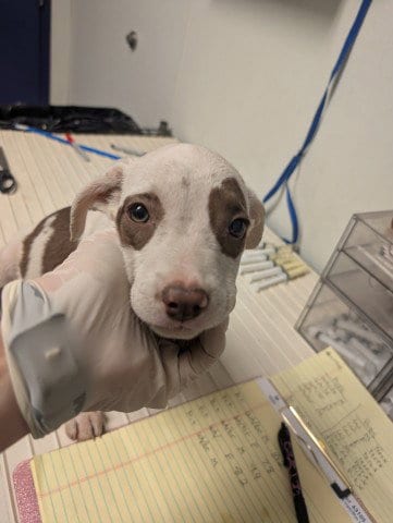 Photo of Pup 5, adoptable Pit Bull Terrier in Bakersfield, California