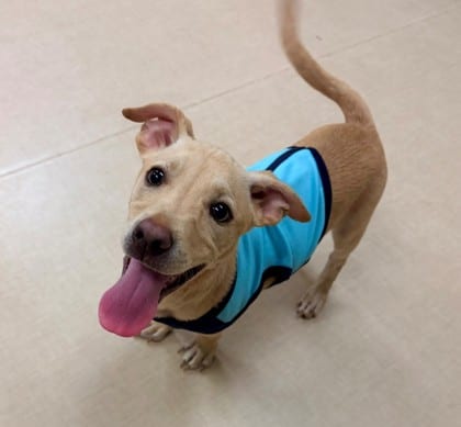 Photo of Brady, adoptable dog in Bakersfield, California