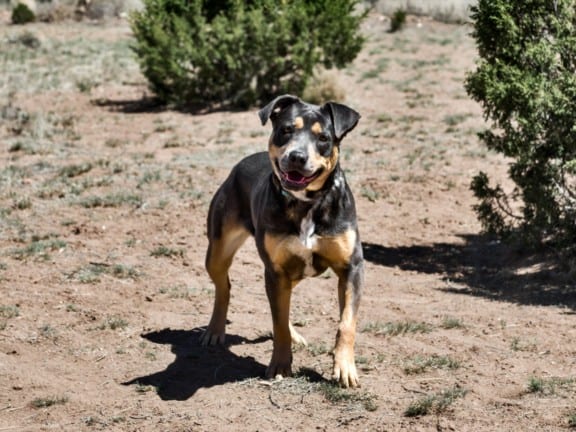 Photo of Cartie, adoptable Mixed Breed in Santa Fe, New Mexico