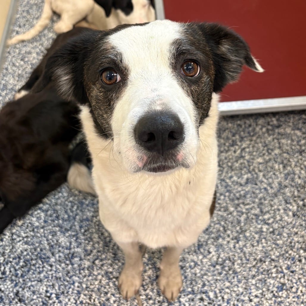 Photo of Grim, adoptable Collie, Border / Mix in Binghamton, New York
