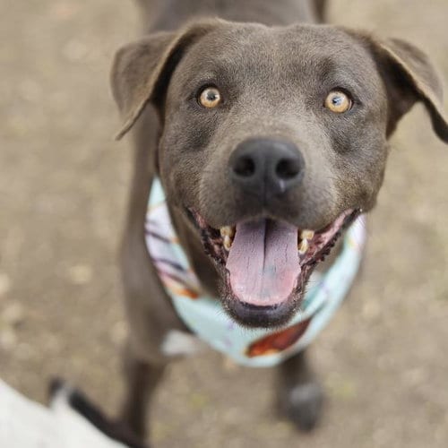 Photo of Choco, adoptable American Staffordshire Terrier in San Antonio, Texas