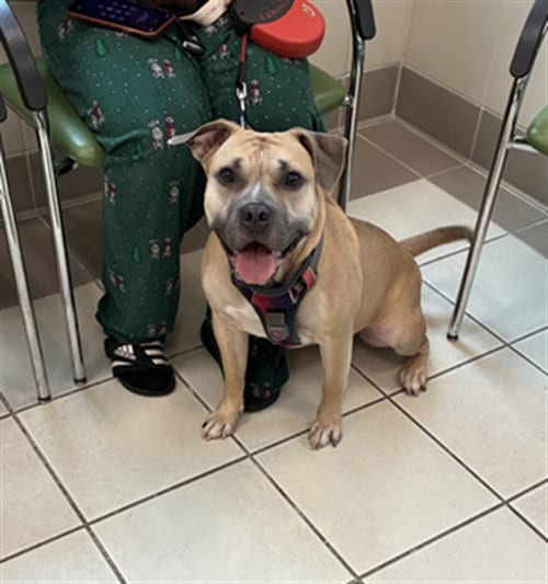Photo of Winter, adoptable American Pit Bull Terrier in Derwood, Maryland