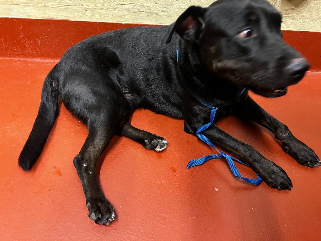 Photo of Brutus, adoptable Mixed Breed in Douglasville, Georgia