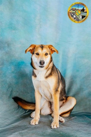 Photo of Mia, adoptable German Shepherd Dog in Lathrop, California