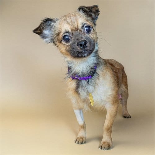 Photo of Boogeyman, adoptable Chihuahua in St Louis, Missouri