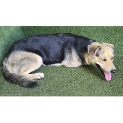 Photo of Bam Bam, adoptable German Shepherd Dog in Lancaster, California