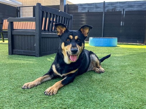 Photo of Ruby, adoptable Labrador Retriever in Orange, California
