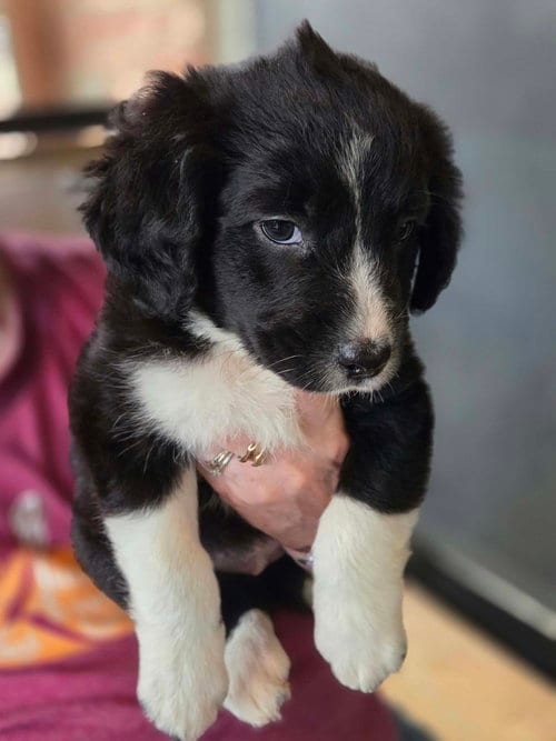 Photo of Candy Bars : Baby Ruth, adoptable Border Collie in Aurora, Indiana