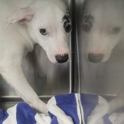Photo of Faith 0341, adoptable Mixed Breed (Medium) in Loxahatchee, Florida