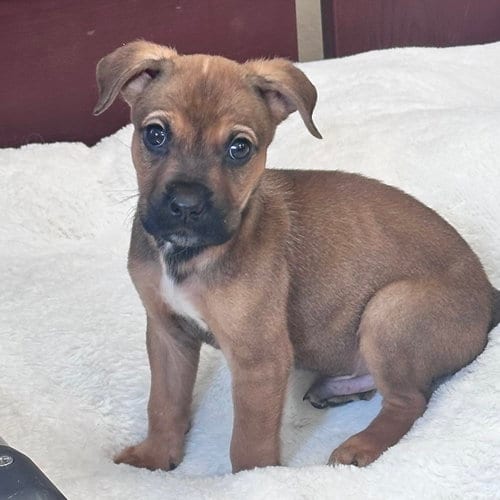 Photo of Carl, adoptable Unknown breed (medium coat) in Newfield, New Jersey