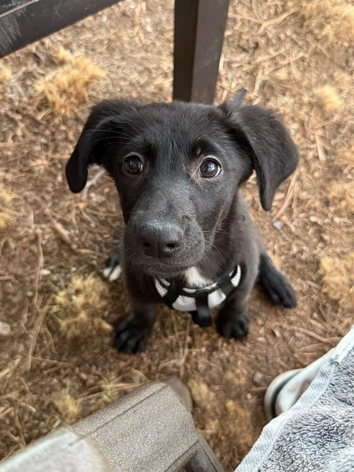 Photo of Mabel, adoptable Labrador Retriever in Sedalia, Colorado