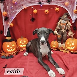 Photo of Faith MEET ME 10/3, adoptable Pointer in East Hartford, Connecticut