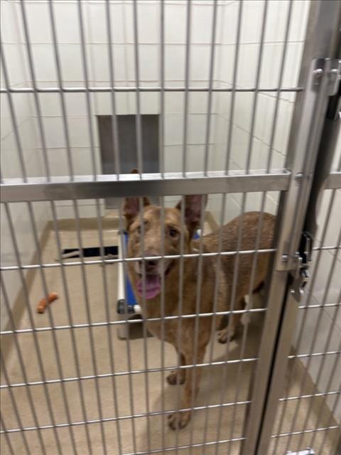 Photo of Max, adoptable German Shepherd Dog in Derwood, Maryland