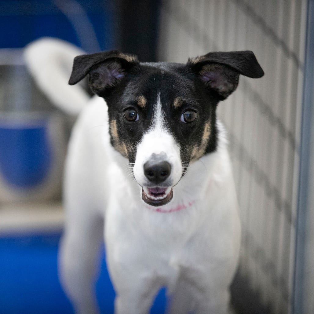 Photo of Salina (JN26-92), adoptable Terrier, Jack Russell / Mixed Breed (Medium) in Colorado Springs, Colorado