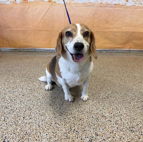 Photo of Molly, adoptable Beagle in Miami, Florida