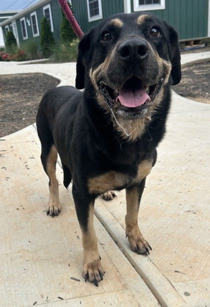 Photo of Chicago, adoptable dog in Chamblee, Georgia