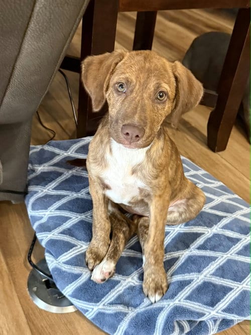 Photo of Roo, adoptable Hound in Hillsboro, Missouri