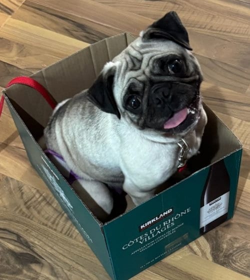 Photo of 4019 -2026 Tutis, adoptable Pug in Elizabeth City, North Carolina