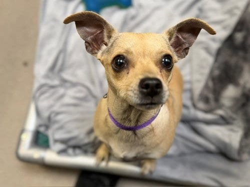 Photo of Luna, adoptable Chihuahua in Denver, Colorado