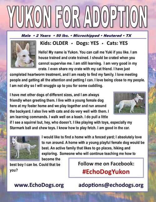 Photo of Yukon, adoptable White German Shepherd in Hoffman Estates, Illinois