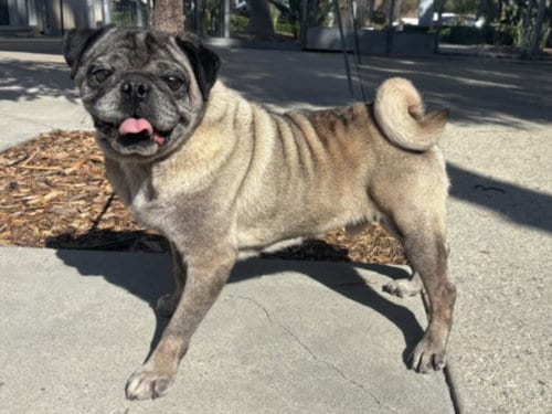 Photo of Doug, adoptable Pug in San Pedro, California