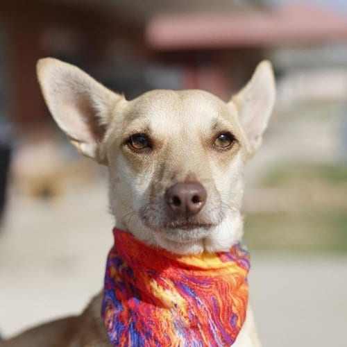 Photo of Thor, adoptable Chihuahua in San Antonio, Texas