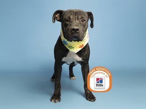 Photo of Rotisserie Chicken, adoptable American Pit Bull Terrier in Phoenix, Arizona