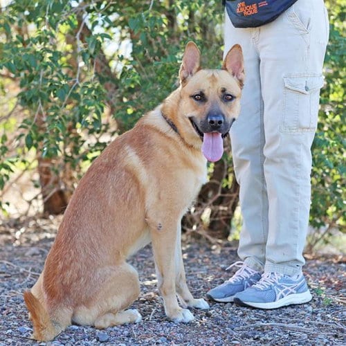 Photo of Milo, adoptable German Shepherd Dog in Albuquerque, New Mexico