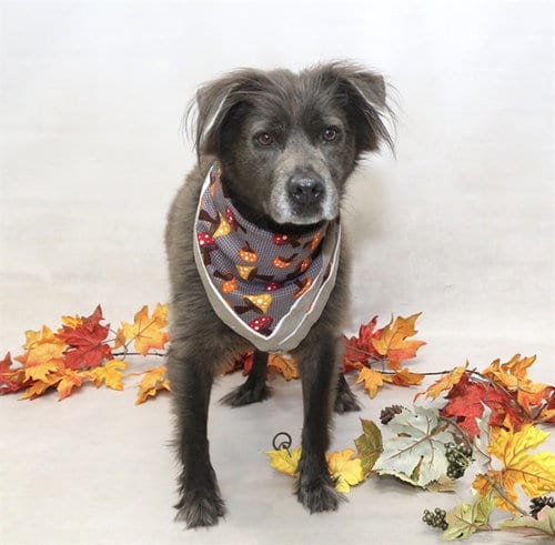 Photo of Rosie, adoptable Labrador Retriever in Sanford, Florida