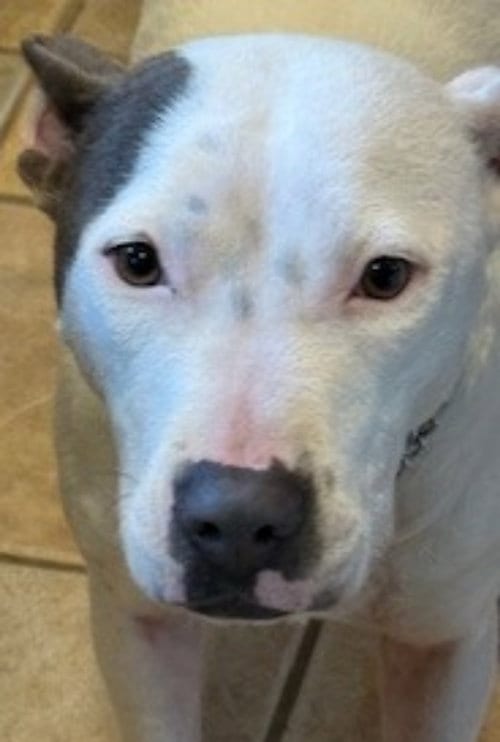 Photo of Freya, adoptable Pit Bull Terrier in Fairfax, Virginia