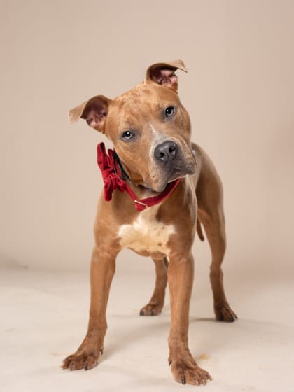 Photo of Taelor, adoptable dog in Atlanta, Georgia