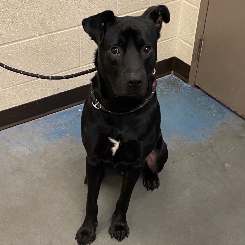 Photo of Blue, adoptable dog
