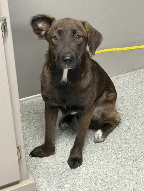 Photo of Precious, adoptable Labrador Retriever in Pasadena, Texas