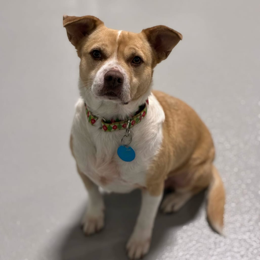 Photo of Shortcake, adoptable Mixed Breed (Medium) in Portland, Oregon