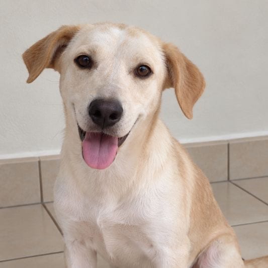 Photo of Benny, adoptable Retriever, Labrador / Mix in Jefferson, New Jersey